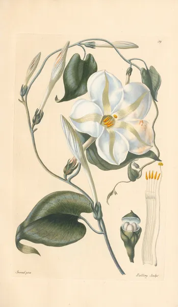 Ipomea grandiflora av Leopold Trattinnick