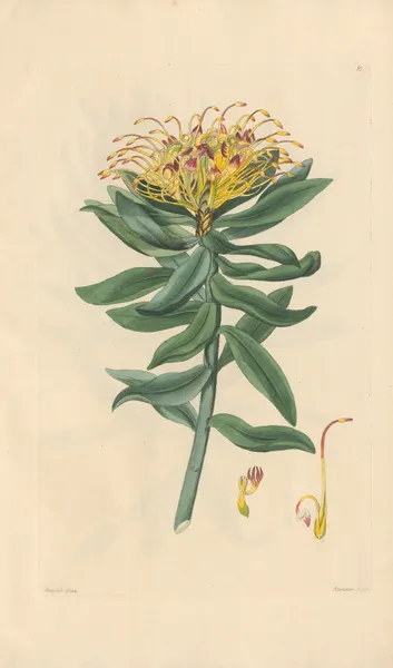 Leucospermum medium av Leopold Trattinnick