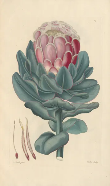 Protea speciosa av Leopold Trattinnick