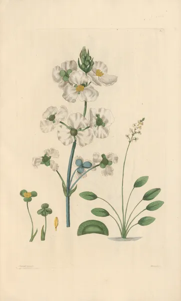 Sagittaria lancifolia av Leopold Trattinnick