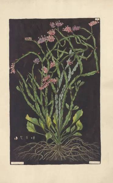 Statice mucronata av Leopold Trattinnick