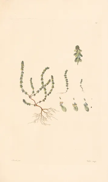 Vailantia muralis av Leopold Trattinnick