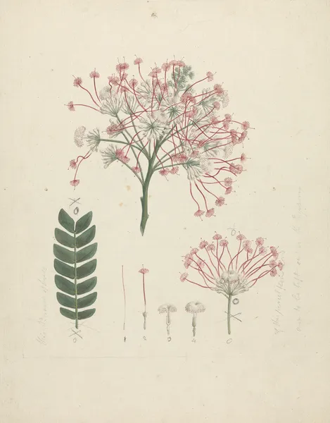 Albizia gummifera (J.F. Gmel.) C.A. Sm. (Gummy Albizia Tree) av Luigi Balugani