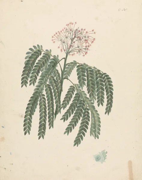 Albizia gummifera (J.F.Gmel.) C.A. Sm. (Gummy Albizia Tree) av Luigi Balugani