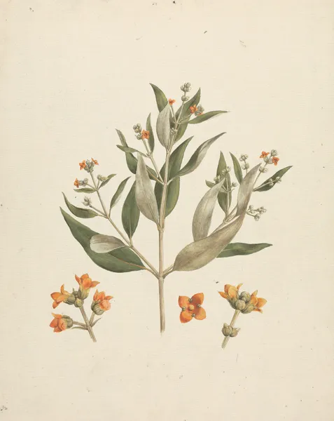 Avicennia marina (Forssk.) Vierh. (White Mangrove) av Luigi Balugani