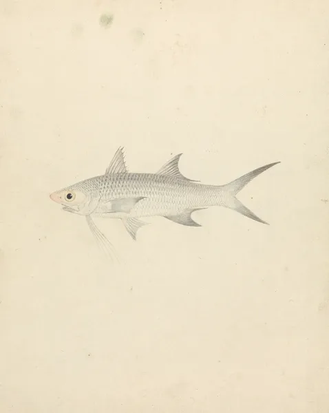 Binney; number one (a fish) av Luigi Balugani