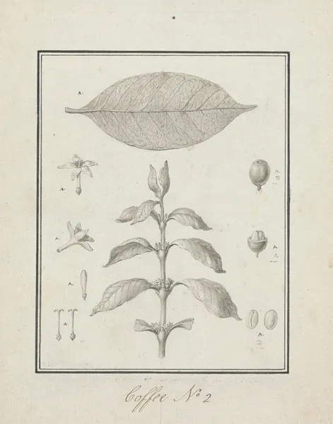 Coffea arabica L. (Arabica Coffee) av Luigi Balugani
