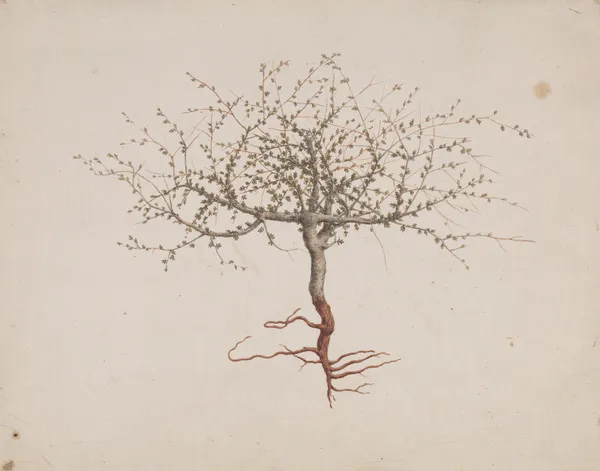 Commiphora gileadensis (L.) C. Chr. (Balm of Gilead, Opobalsam). av Luigi Balugani