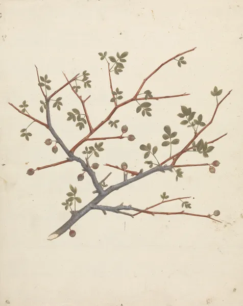 Commiphora gileadensis (L.) C. Chr. (Balm of Gilead, Opobalsam) av Luigi Balugani