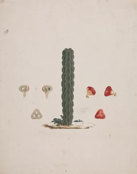 Euphorbia abyssinica J.F. Gmel. (Ethiopian Tree-Spurge) 2 av Luigi Balugani