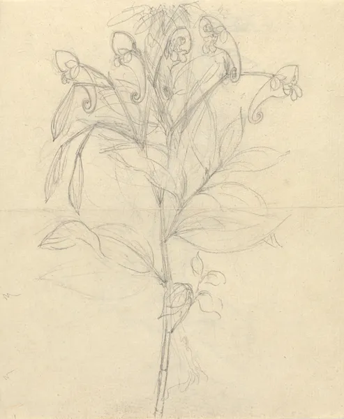 Impatiens rothii av Luigi Balugani