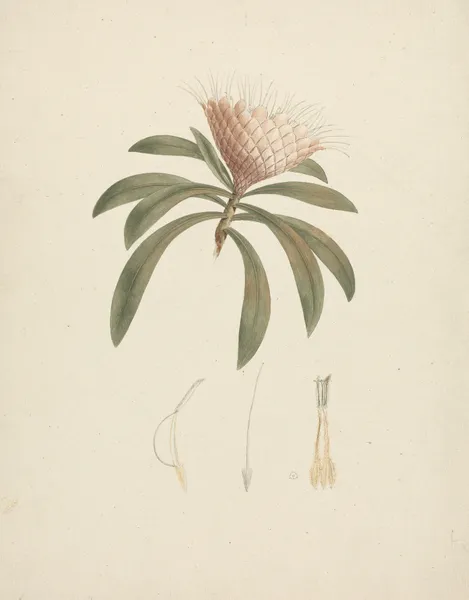 Protea gaguedi J.F. Gmel. (Protea) av Luigi Balugani
