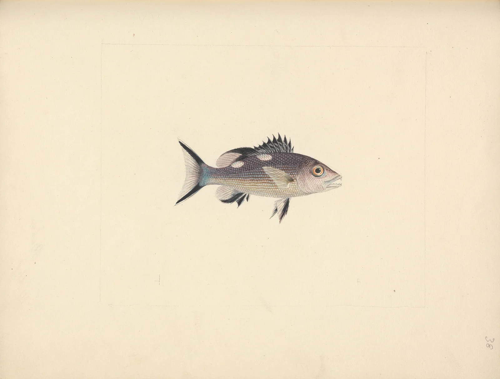 Unidentified Fish av Luigi Balugani