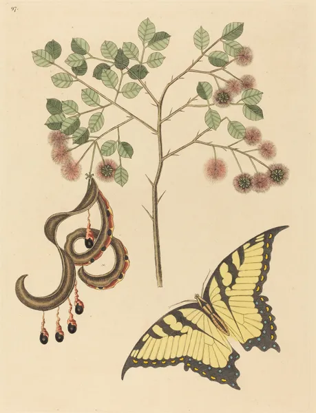 Cat’s Claw (Mimosa circinalis) av Mark Catesby