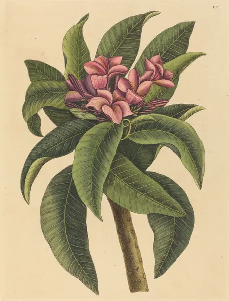 Red Frangipanni (Plumeria rubra) av Mark Catesby