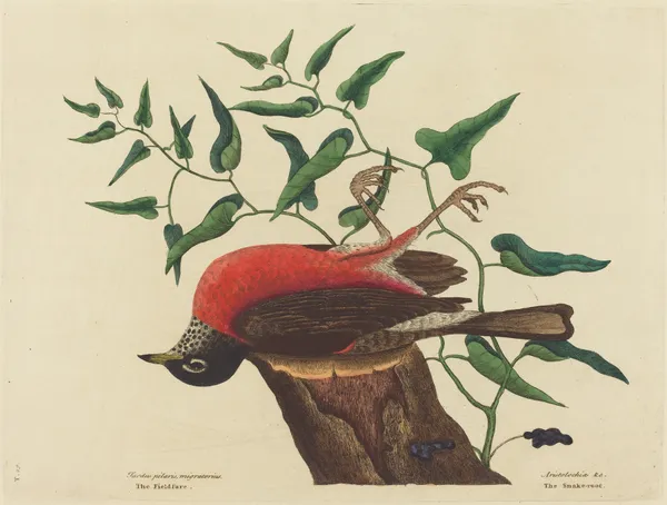 The Fieldfare of Carolina (Turdus migratorius) av Mark Catesby