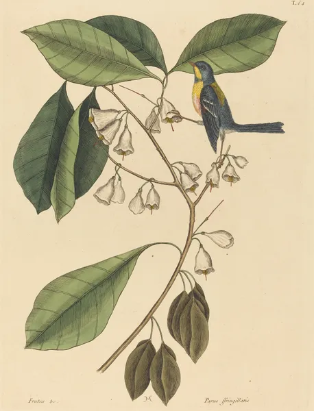 The Finch Creeper (Parus americanus) av Mark Catesby