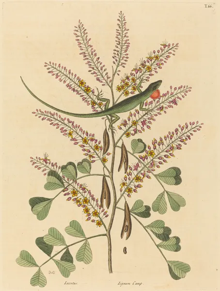 The Green Lizard of Jamaica (Lacerta bullaris) av Mark Catesby