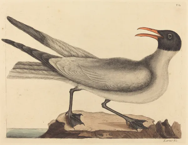 The Laughing Gull (Larus articilla) av Mark Catesby