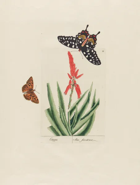 Aloe succotrina av Petr Martynovich Gofman