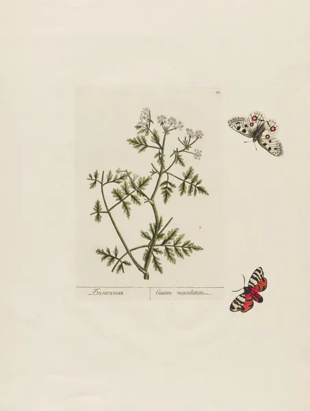 Conium maculatum av Petr Martynovich Gofman