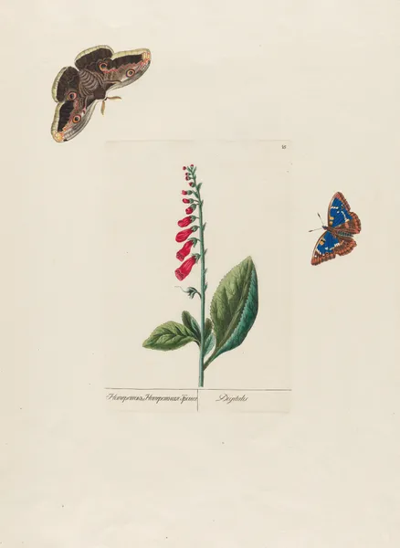 Digitalis av Petr Martynovich Gofman