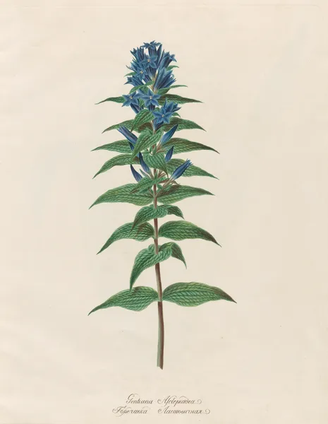 Gentiana Asclepiadea av Petr Martynovich Gofman