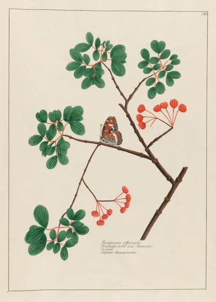 Guajacum officinale av Petr Martynovich Gofman