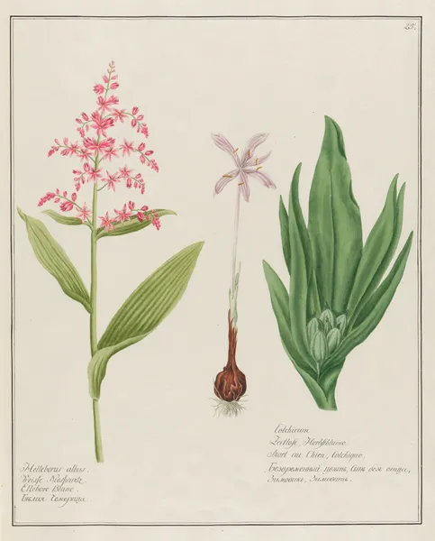 Helleborus albus … [and] Colchicum av Petr Martynovich Gofman