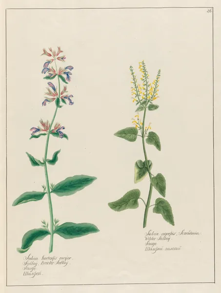 Salvia hortensis major. … [and] Salvia agrestis av Petr Martynovich Gofman