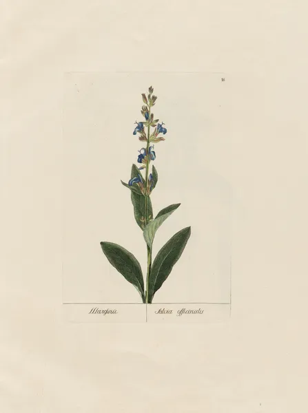 Salvia officinalis av Petr Martynovich Gofman
