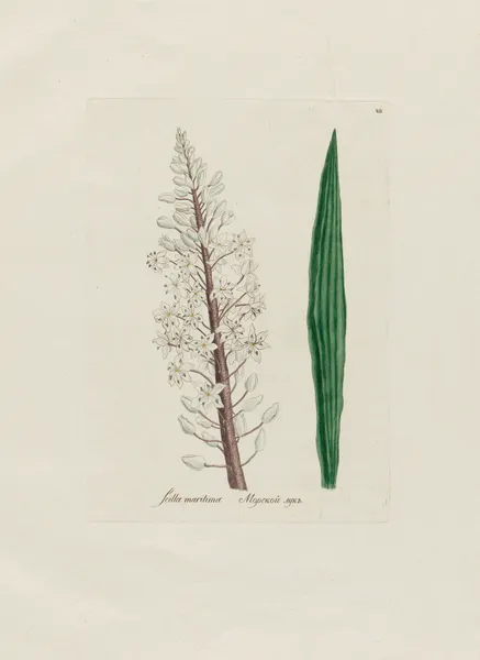 Scilla maritima av Petr Martynovich Gofman