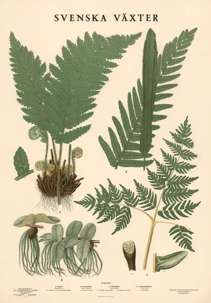 A. Träjon. Dryopteris filix mas. B. Strut bräken. Onoclea struthiopteris. C. Örnbräken. Pteridium aquilinum. D. Andmatsbräken. Salvinia natans av Max Richter