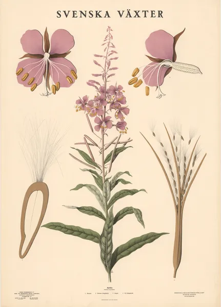 Mjölke (Epilobium angustifolium) av Max Richter