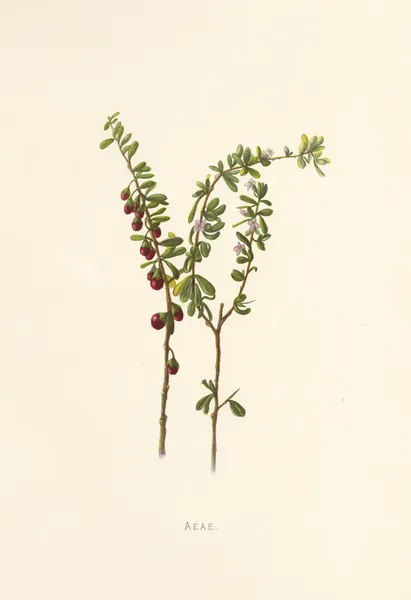 Aeae av Isabella McHutcheson Sinclair