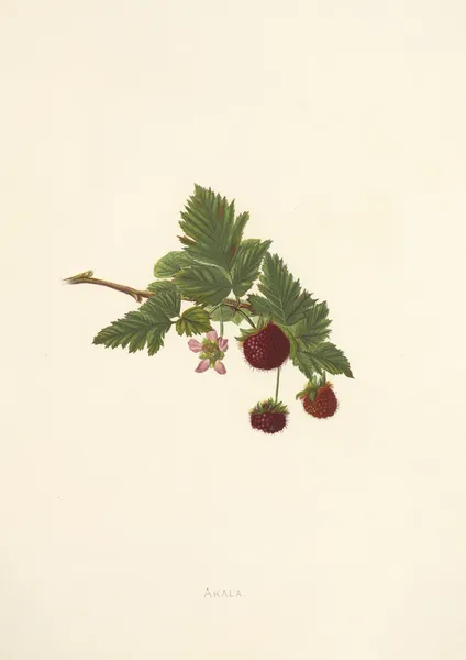 Akala av Isabella McHutcheson Sinclair