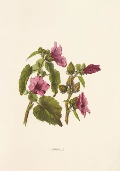 Hauhele av Isabella McHutcheson Sinclair