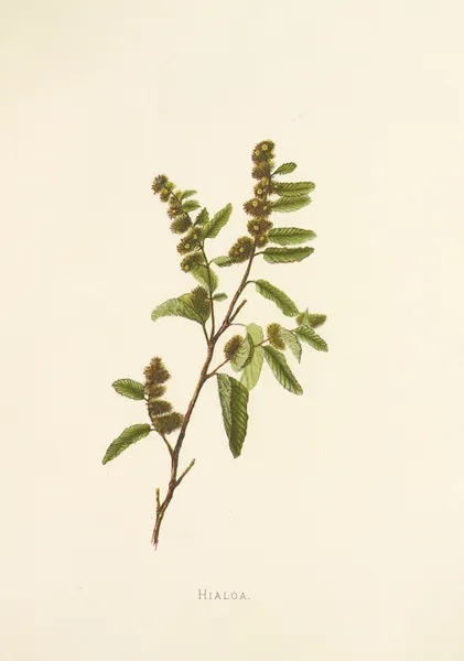 Hialoa av Isabella McHutcheson Sinclair