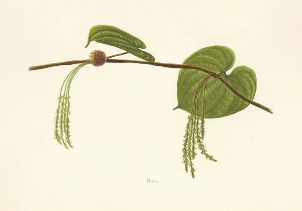 Hoi av Isabella McHutcheson Sinclair
