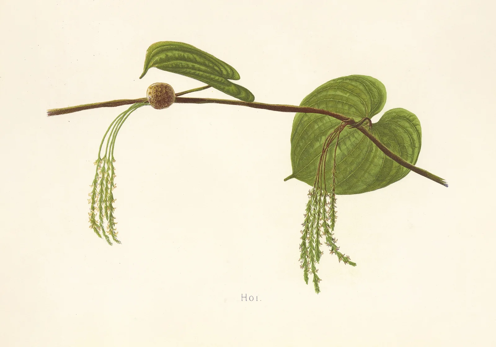Hoi av Isabella McHutcheson Sinclair