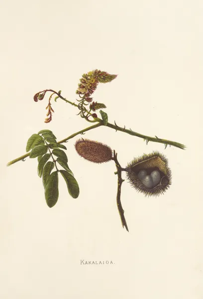 Kakalaioa av Isabella McHutcheson Sinclair