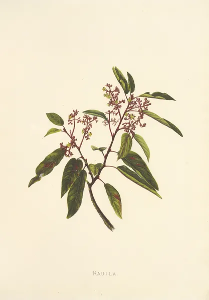 Kauila av Isabella McHutcheson Sinclair