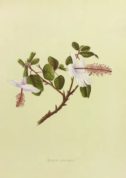 Kokio-Keokeo av Isabella McHutcheson Sinclair