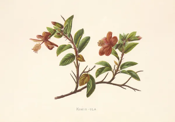 Kokio-Ula av Isabella McHutcheson Sinclair