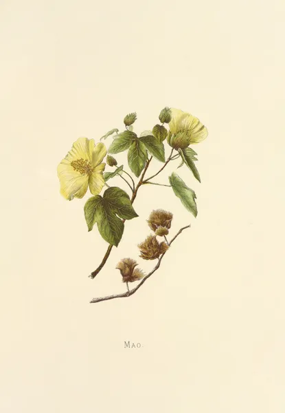 Mao av Isabella McHutcheson Sinclair