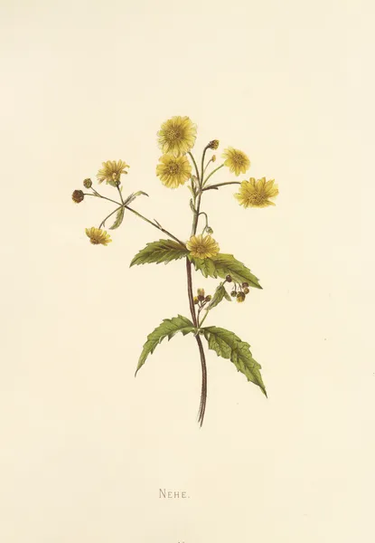 Nehe av Isabella McHutcheson Sinclair