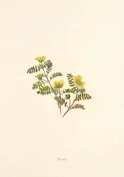 Nohu av Isabella McHutcheson Sinclair