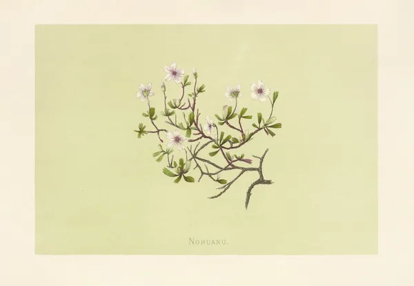 Nohuanu av Isabella McHutcheson Sinclair