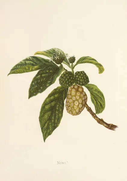 Noni av Isabella McHutcheson Sinclair