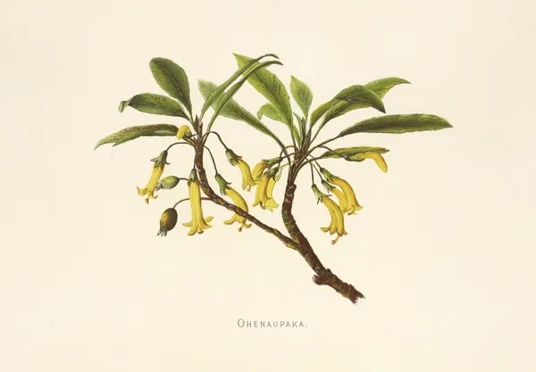Ohenaupaka av Isabella McHutcheson Sinclair